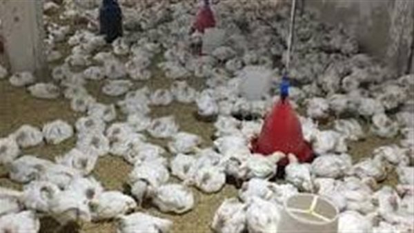 زراعة النواب عن ارتفاع أسعار الدواجن: نستورد 80 % من الأعلاف | فيديو