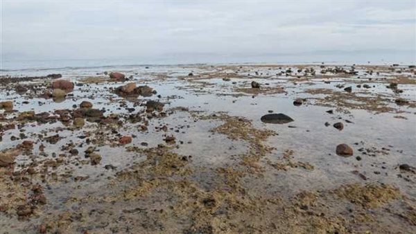 ظاهرة غريبة في مدينة دهب.. مياه البحر تتراجع 50 مترًا وظهور كائنات بحرية | شاهد