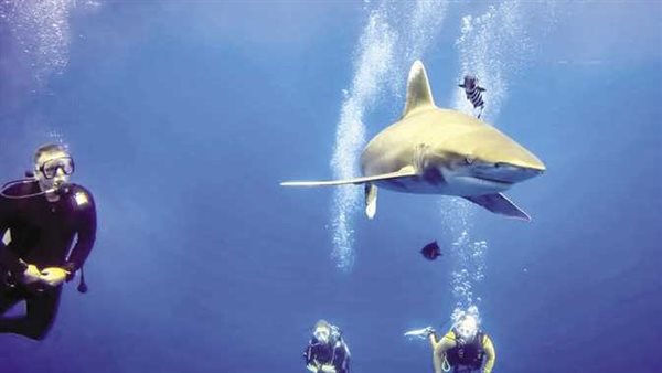 مصرع سائح وإصابة آخر بسبب هجوم قرش في مرسى علم.. وقرارات عاجلة من النيابة