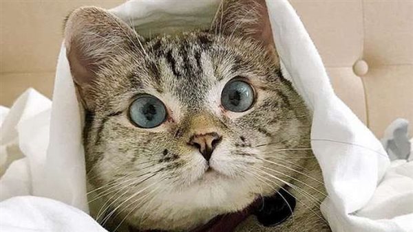 مزاح تحول لجريمة.. تفاصيل اعتداء 6 أشخاص على قطة في قطور