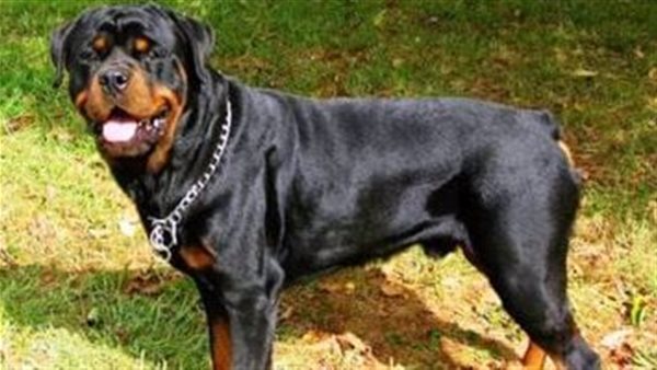 بعد واقعة تعذيب كلب المطرية.. ما العقوبات القانونية لحماية الحيوانات؟