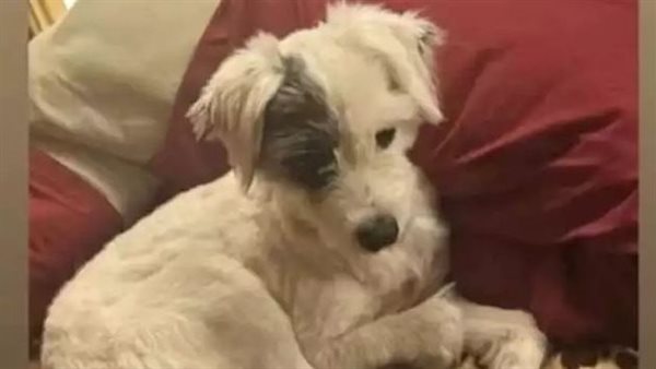 مكافأة كبيرة لمن يجد فيسو.. كلب مفقود يثير الجدل بالبحيرة