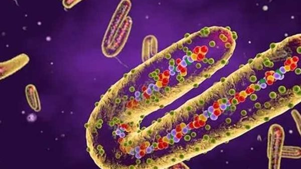 بعد تحذير الصحة العالمية.. ما هو فيروس ماربورغ ؟