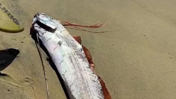  سمكة يوم القيامة تعود للظهور.. ماذا ينتظر العالم في 2025؟ 