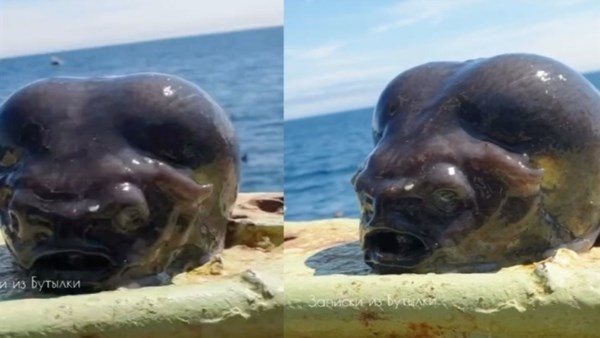 ما علاقة الكائنات الفضائية؟.. القصة الكاملة لاصطياد مخلوق بحري غامض يثير الجدل 