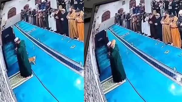مشهد يشعل السوشيال ميديا.. قطة تقفز على كتف إمام مسجد أثناء صلاته | فيديو 