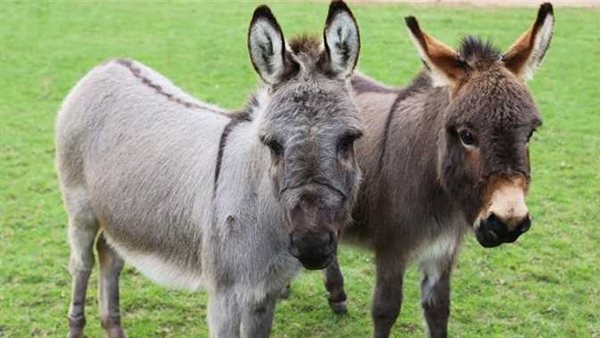 أثبتت كفاءة في الحرب.. لماذا جندت روسيا الحمير في مواجهة أوكرانيا؟