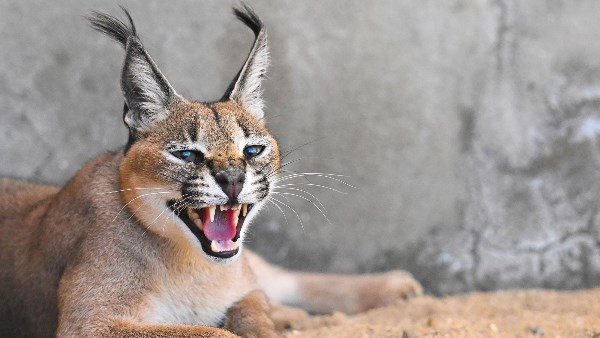  صور الوشق المصري.. كل ما تريد معرفته عن الحيوان المفترس الذي هاجم الجنود الإسرائيليين على الحدود 