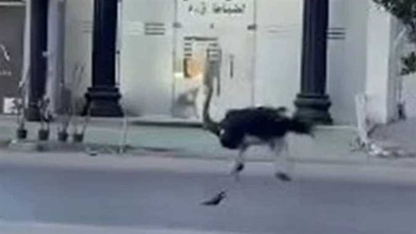 عندها مشوار مهم.. فيديو نعامة المعادي يثير الجدل على مواقع التواصل الاجتماعي | شاهد