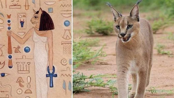  تجسد في الإله رع.. حكاية الوشق المصري ولعنة الفراعنة التي أصابت جنود إسرائيل