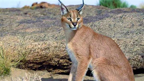 هل هو شرس وحجمه كبير؟.. شاهد لقطات حية لـ حيوان الوشق المصري | فيديو