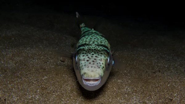  ماذا يعني؟.. تفاصيل ظهور سمكة الضفدع السامة في البحر المتوسط 