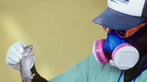 حمى لاسا.. الفئران تتسبب في انتشار وباء خطير ومُميت بدولة أفريقية