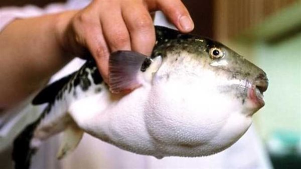 تؤدي للوفاة في 6 ساعات.. تحذير خطير من الصحة بعد انتشار سمكة سامة بالأسواق