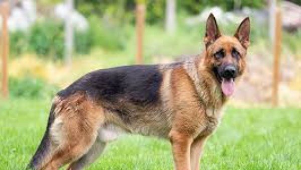  حتى لا تتعرض للحبس والغرامة.. 13 نوعا من الكلاب محظور تربيتها بحكم القانون 