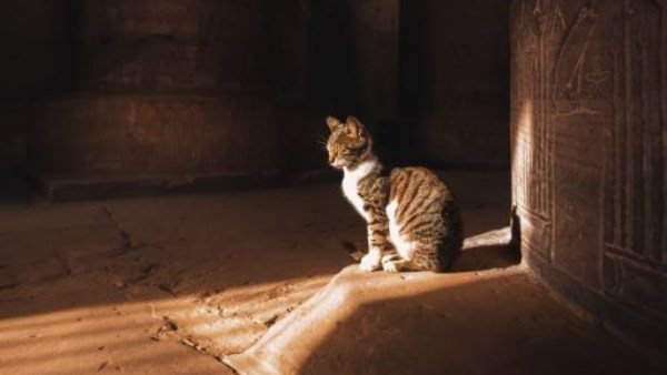  تجسد روح الفراعنة..قصة قطة فى معبد دندرة بقنا تثير الجدل | شاهد