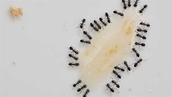 بـ 3 مكونات.. خلطة سحرية للتخلص من النمل بسهولة في الصيف