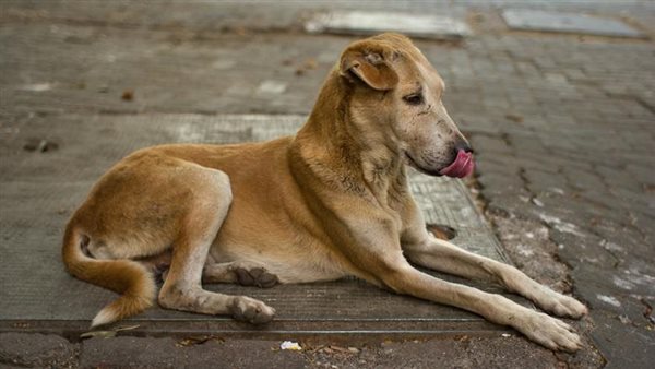 مادة محرمة دوليًا.. ماذا حدث في واقعة تسمم الكلاب داخل كمبوند بأكتوبر؟