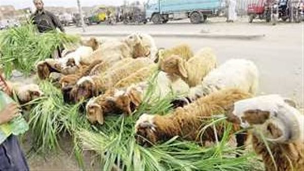 أبقار وعجول وماعز.. تعرف على أسعار الأضاحي عام 2025 
