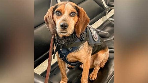 أصابه بكدمات في ضلعه الأيمن.. التفاصيل الكاملة لترحيل مصري من أمريكا بعد ركله كلب بالمطار