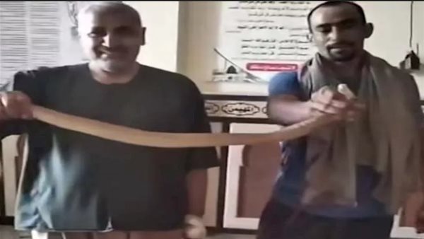 الرفاعي أخرجها من المنبر.. حكاية الكوبرا السامة التي أثارت رعب المصلين بالبحيرة | شاهد