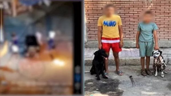 فيديو صادم.. التفاصيل الكاملة لمشاجرة الكلاب الشرسة في الإسكندرية | شاهد