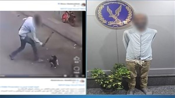 عذبها والفيديو انتشر.. تفاصيل القبض على شاب بسبب قطة | شاهد