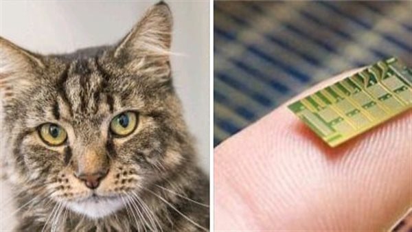  طبيبة تفجر مفاجأة عن حقيقة تسبب شعر القطط في العقم 