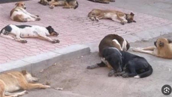 11 نفقوا.. تفاصيل القبض على المتهم بتسميم كلاب بشوارع حدائق الأهرام 