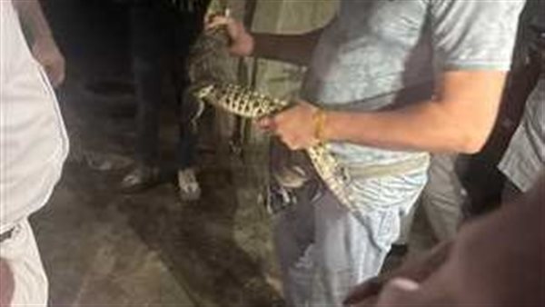 كان ماشي في الشارع.. التفاصيل الكاملة لعثور الأهالي على تمساح بحدائق الأهرام