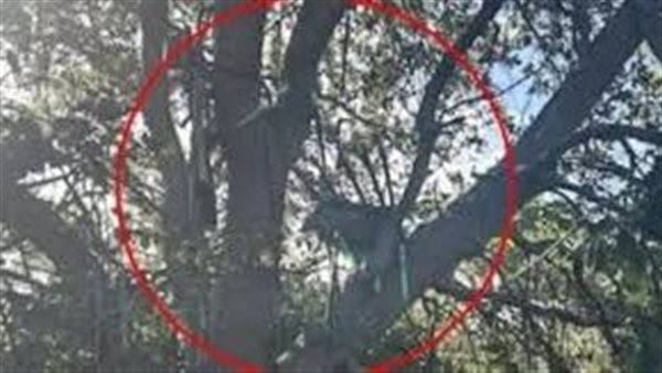 منصة قنص على الشجرة.. تفاصيل 3 محاولات لاغتيال ترامب 