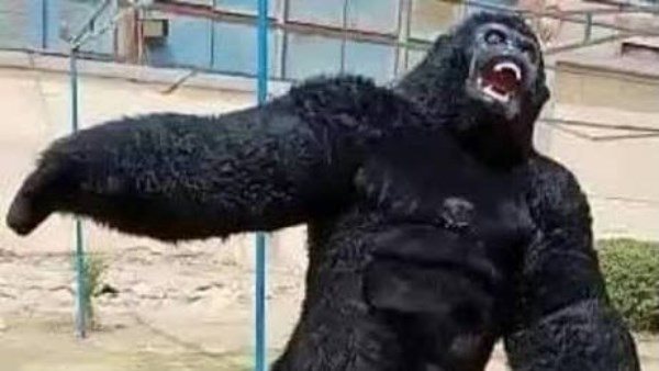 تفاصيل مثيرة.. الغوريلا تفسد حفل خطوبة وتتسبب في طعن شقيق العريس وآخرين بالجيزة 