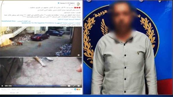 طعـام قاتل.. تفاصيل القبض على موظف أنهى حياة كلاب ضالة بالشرابية | فيديو