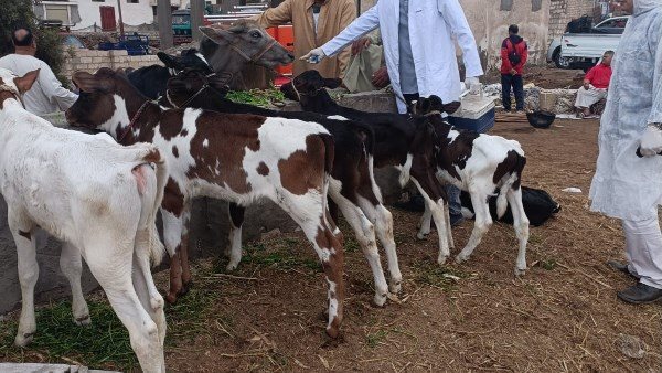 تحرك عاجل من الزراعة للسيطرة عليه.. القصة الكاملة لانتشار متحور جديد بين الماشية 