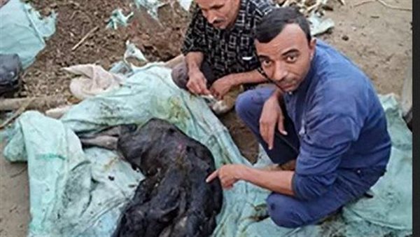 تفاصيل ولادة عجل جاموس برأسين في قرية ببني سويف | شاهد