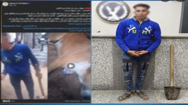 فيديو مثير.. شاب يضرب كلبًا بكوريك في سوهاج | شاهد