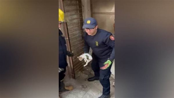 لفتة إنسانية.. تفاصيل انقاذ قطة محتجزة داخل محل مغلق بالفيوم